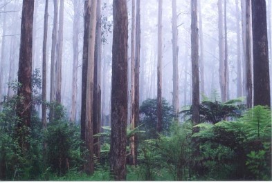 Sherbrooke Lyrebird Survey Group account image