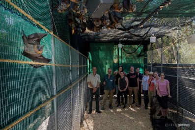 Friends of Bats and Bushcare Inc account image