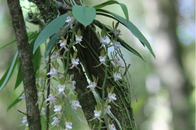 Friends of Morwell National Park account image