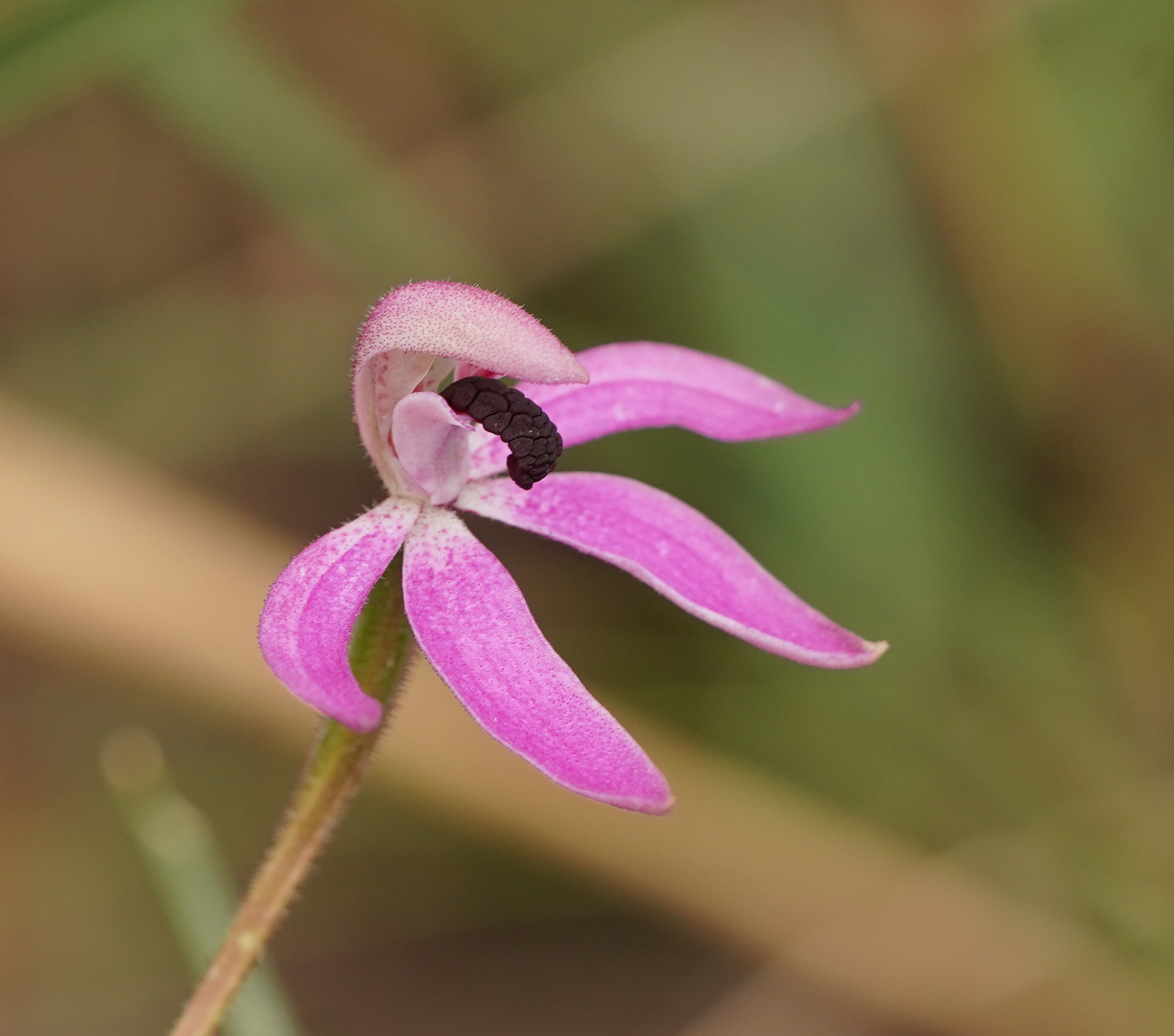 Friends of Baluk Willam Nature Conservation Reserve account image