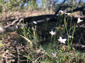 Friends of Andrews Reserve account image
