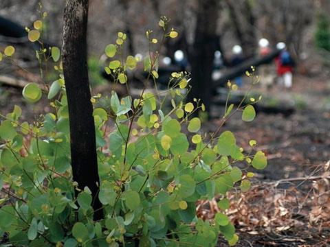 Habitat restoration account image