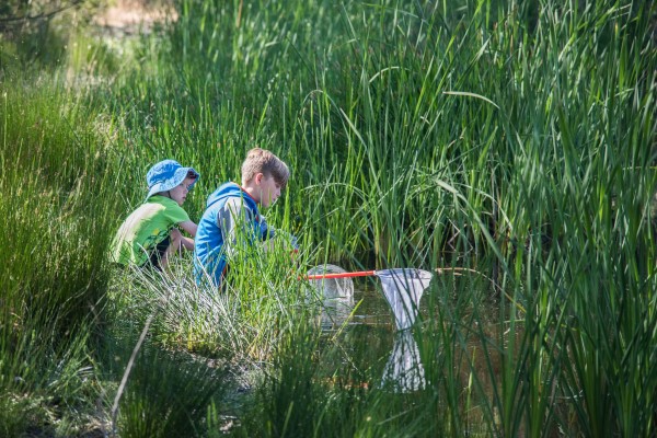 Two children sitting amongst reeds using dip nets in a river.