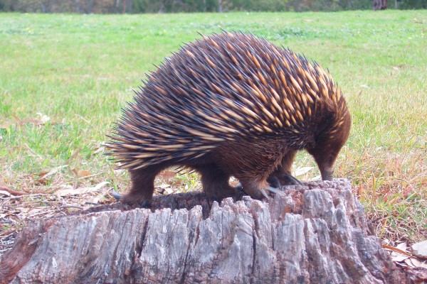Echidna standing on a tree stump using its beak to look for ants.