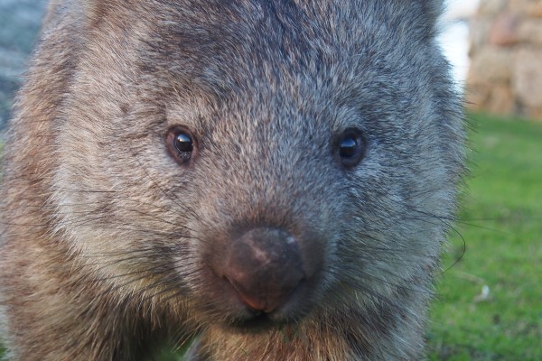 Wombat walking towards the camera.