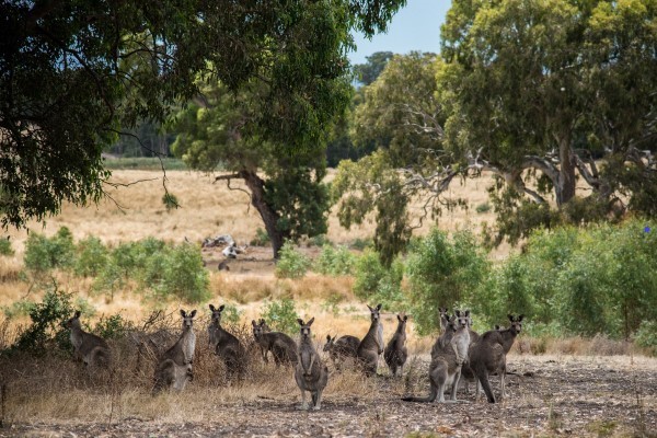 Mob of kangaroos standing in a grassland environment.