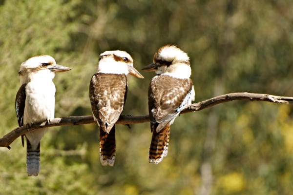 Three kookaburras sitting on a branch.