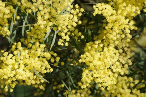 Many yellow flowers on a tree branch, the flowers grow in small bunches.