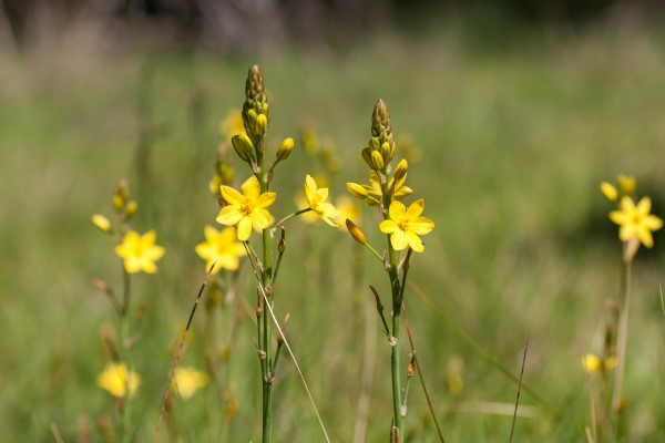Yellow flowers amongst tall grasses.