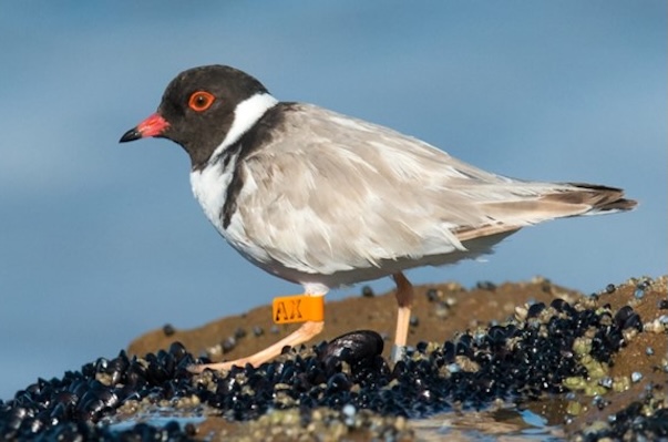 A hooded plover bird walking along the beach.